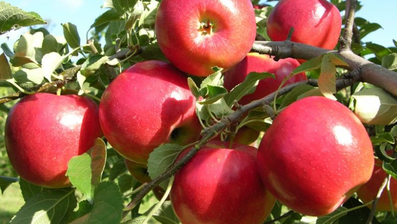 How to Grow Fruit Trees